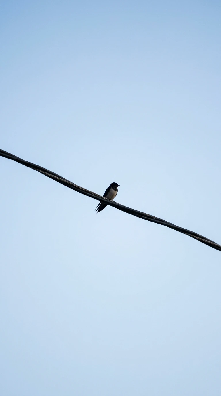 Le fil électrique avec un oiseau posé dessus